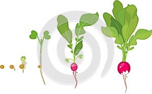 Ředkev život cyklus. průběh z ředkev růst semeno a klíček na úroda 