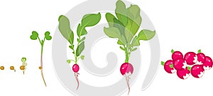 Radish life cycle. Stages of radish growth from seed and sprout to harvest