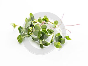 Radish micro greens