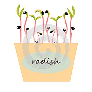 Radish microgreen. Green sprouts. growing seed, plant growth. Seedling with leaves and roots. Vegetable germination