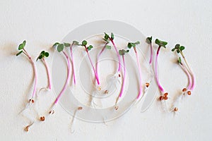 Radish microgreens. Sprouting Microgreens. Seed Germination at home. Vegan and healthy eating concept. Sprouted radish Seeds,