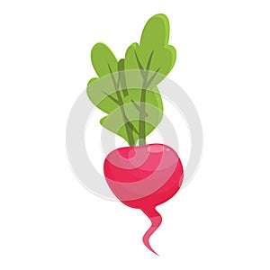 Radish nature icon cartoon vector. Food plant