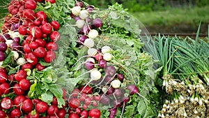 Radish onion bio harvest farm fresh vegetables market shop Raphanus raphanistrum spring sibies scallion stem stalk