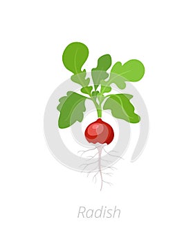 Radish plant. Raphanus raphanistrum. Radishes taproot. Agriculture cultivated plant. Green leaves. Flat vector color Illustration photo