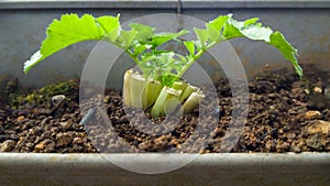 Radish plant, regrow from kitchen leftover vegetables, closeup