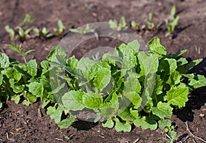 Radish plant in sandy soil, close up. Red radish growing in the