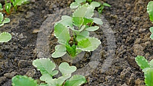 Radish plants with water drops on the leaves, growing in soil