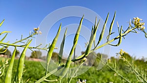 Radish pods with blue sky, close up view