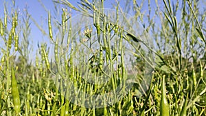 Radish pods on the plant, close up view