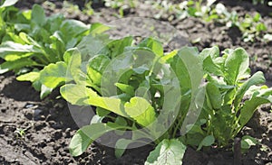 Radish or Raphanus sativus, cultivated radish, daikon, radish. Spring vegetable in the garden. Growing seedlings