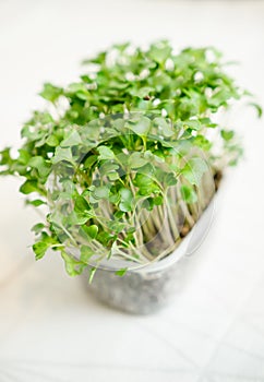 Radish seedlings