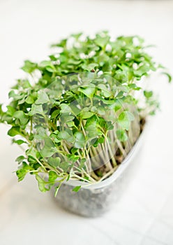 Radish seedlings