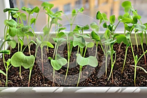 Radish seedlings close up growing on the windowsill