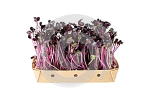 Radish seedlings, microgreens, small purple red leaves and stems in paper box isolated on white background. Sprouted micro herb