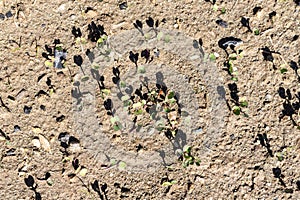 Radish seeds germinate top view