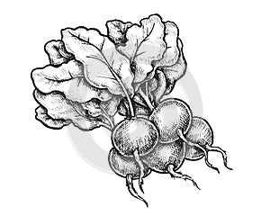 Radish sketch or vector vegetable with leaf. Food