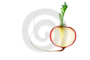 Radish slice isolated on white