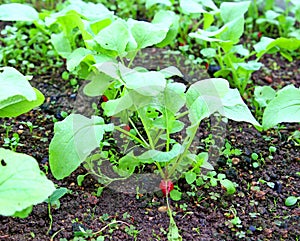 Radish sowings