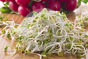 Radish Sprouts