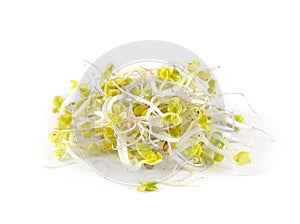 Radish sprouts