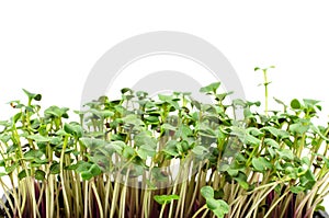 Radish sprouts close-up with place for text. Food for vegetarians