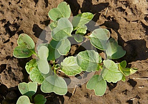 Radish sprouts in the garden