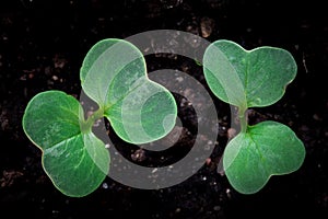 Radish sprouts