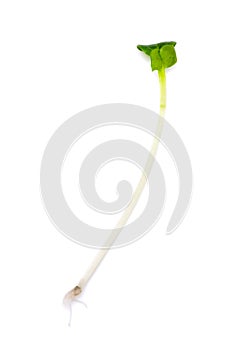 Radish sprouts-Raphanus sativus