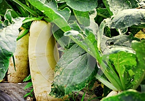 Radish turnip cabbage or kohlrabi growing in the vegetable garden