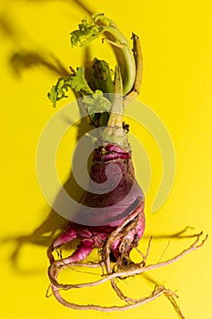 Radish of an unusual shape on a yellow background.