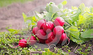 A radish in the vegetable garden