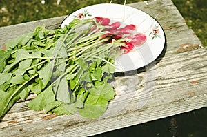 Radish in a white bowl on a bench in a garden/radish in a white bowl on a bench in a garden, top view