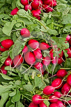 Radishes