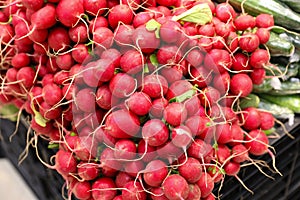 radishes bulk red bio vegetables