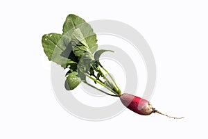 Radishes freshly harvested.