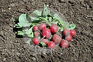 Radishes growing in a vegetable garden
