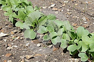 Radishes growing in a vegetable garden