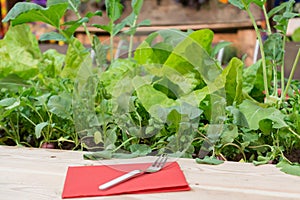 Radishes and lettuce in raised bed