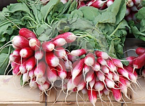 Radishes at the market