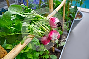 Radishes in an orchard at urban garden