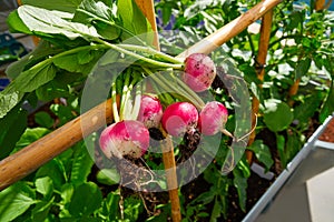 Radishes in an orchard at urban garden