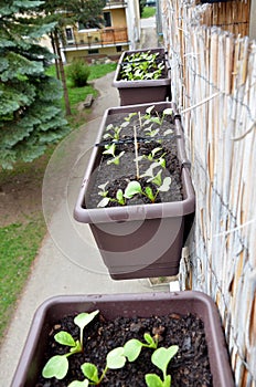 Radishes planted in plastic box hang on balcony railing from outside