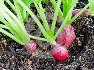 Radishes, Raphanus sativus, growing in soil