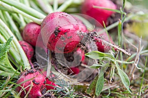 The radishes (Raphanus sativus) photo