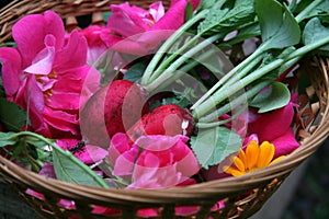 Radishes and Rose Flowers Harvest in a Basket. Country Aesthetic.