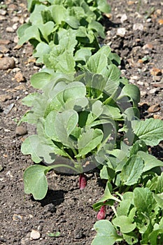 Radishes in a vegetable garden