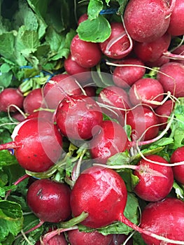 Radishes wet country home grown