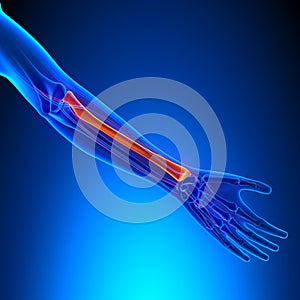 Radius Anatomy Bone with Ciculatory System