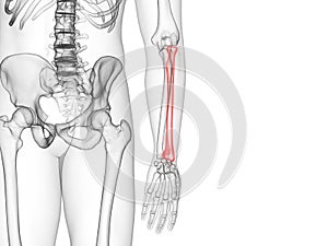 The radius bone