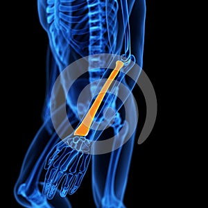 the radius bone